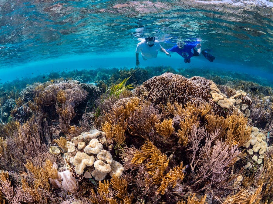 Snorkelers exploring a vibrant reef in clear water.